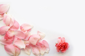 Roses Bunch with petals on a white background