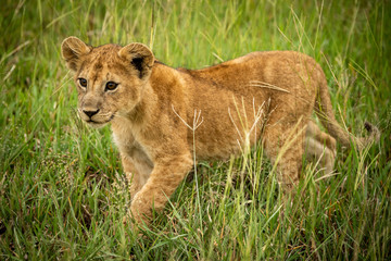 Lion cub walks through grass lifting paw