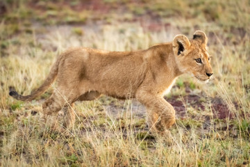 Fototapeta na wymiar Lion cub walks through grass on savannah