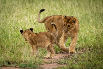 Lion cubs circle each other on grass