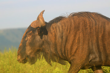 Fototapeta premium Blue Wildebeest in the African bush veld