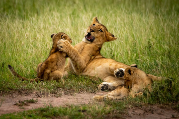 Lion cubs fight in grass beside another