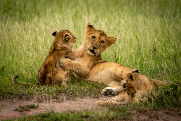 Fototapeta na wymiar Lion cubs fight in grass near another