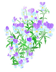 Viola tricolor watercolor illustration