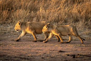 Lion cubs walk in step on track