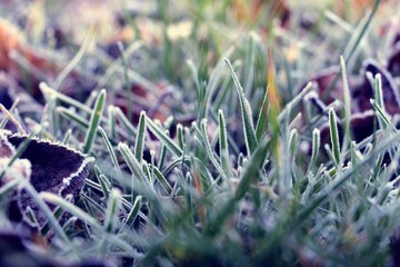 Hoarfrost on the grass. Frost Dew in the winter. Early morning. Winter. Cold. Snow. Frozen