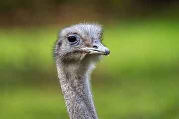 Darwin's rhea, Rhea pennata also known as the lesser rhea.