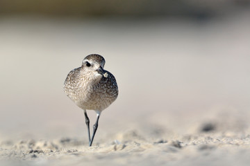 Grey Plover (Pluvialis squatarola), Crete 