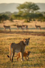 Lioness and cub face camera near impala
