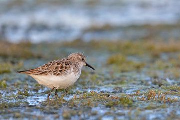 Little Stint (Calidris minuta), Crete, Greece