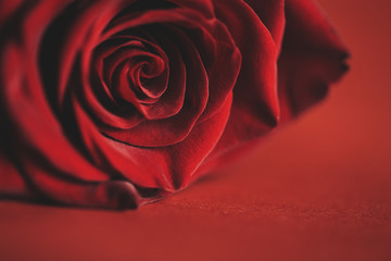Beautiful Red rose on red background, Love concept, Valentine's day. Mother's day. macro photo. Close up, selected focus. Toned photo
