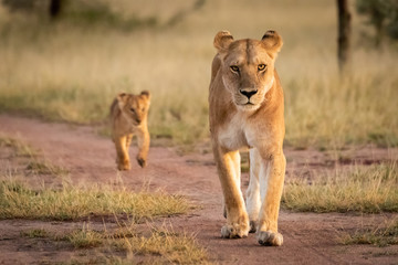 Fototapeta na wymiar Lioness and cub walking along sandy track