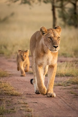 Lioness and cub walking down sandy track