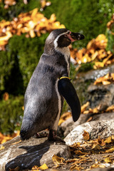 Humboldt Penguin, Spheniscus humboldti in the zoo