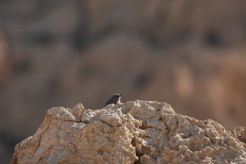 Blackstart sitting on a rock near Al Karak fortress in Jordan. Gray bird
