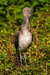 Glossy ibis, Plegadis falcinellus in a german zoo