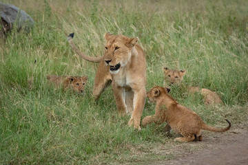 Lioness crossing grass with three playful cubs