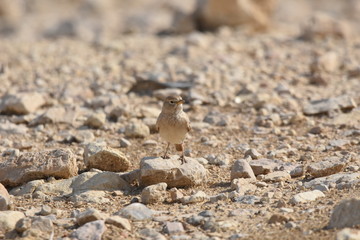 Desert lark perched on a rock near Al Karak fortress in Jordan. Feeding on sand.