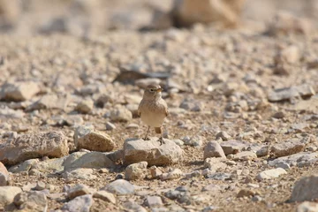 Foto op Plexiglas Desert lark perched on a rock near Al Karak fortress in Jordan. Feeding on sand. © TRINGA