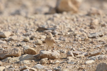 Desert lark perched on a rock near Al Karak fortress in Jordan. Feeding on sand.