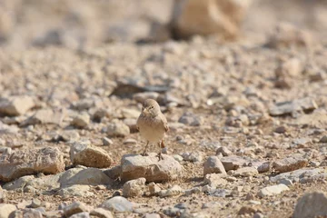 Foto op Plexiglas Desert lark perched on a rock near Al Karak fortress in Jordan. Feeding on sand. © TRINGA