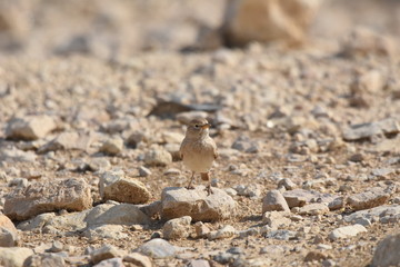 Desert lark perched on a rock near Al Karak fortress in Jordan. Feeding on sand.