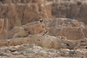 Blackstart sitting on a rock near Al Karak fortress in Jordan. Gray bird © TRINGA