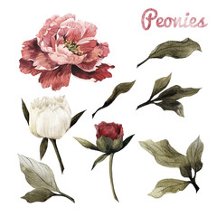 Peonies and leaves, watercolor, can be used as greeting card, invitation card for wedding, birthday and other holiday and  summer background © ola-la