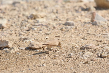 Desert lark perched on a rock near Al Karak fortress in Jordan. Feeding on sand.