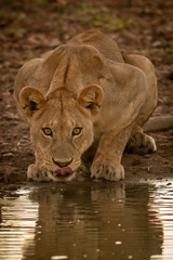 Lioness lies drinking at muddy water hole