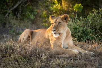 Fototapeta na wymiar Lioness lies in dappled sunshine on grass