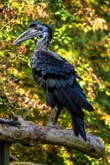 Abyssinian northern Ground Hornbill, Bucorvus abyssinicus strange bird