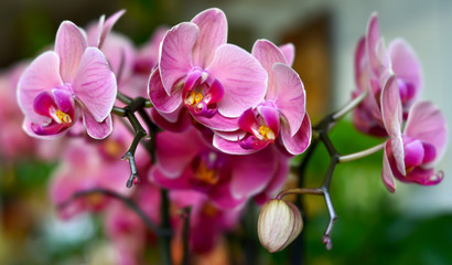 Naklejka na ściany i meble pink orchid 