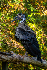 Abyssinian northern Ground Hornbill, Bucorvus abyssinicus strange bird