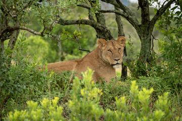 Lioness lies in leafy bushes eyeing camera