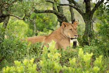 Lioness lies in leafy bushes under tree