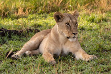Fototapeta na wymiar Lioness lies in shady grass looking right