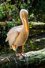 Great White Pelican, Pelecanus onocrotalus in the zoo