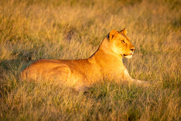 Fototapeta na wymiar Lioness lies in tall grass at dawn