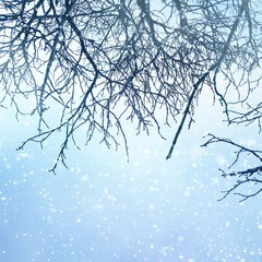 Winter background. Branches of winter trees on a background of frosty sky