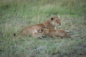 Fototapeta na wymiar Lioness lies nursing cub in long grass