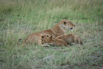 Fototapeta na wymiar Lioness lies nursing cubs in long grass