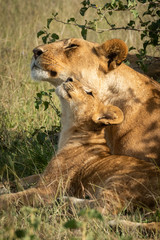 Lioness lies nuzzling her cub beside bush