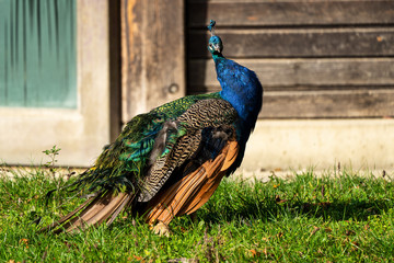 Fototapeta premium Indian Peacock or Blue Peacock, Pavo cristatus in the zoo