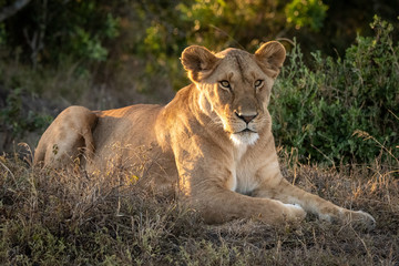 Fototapeta na wymiar Lioness lies on grass in dappled sunshine