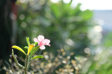 Blooming Adenium facing to sun light in garden with blurred copy space, Pink flower Still-life for Mother's, Valentine's or Women's Day