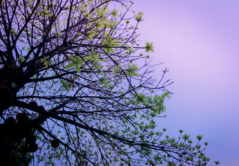 Beautiful moody early morning purple dawn twilight, Sal tree leaves green on pastel sky background