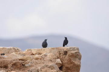Blue rock thrush in the Al Karak Fortress in Jordan. The ruins of the castle located on a high slope with a beautiful view.