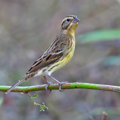 Yellow-breasted Bunting Bird