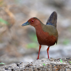 Ruddy-breasted Crake Bird